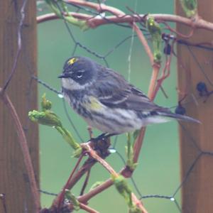 Yellow-rumped Warbler