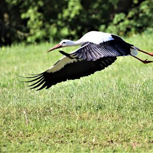 White Stork