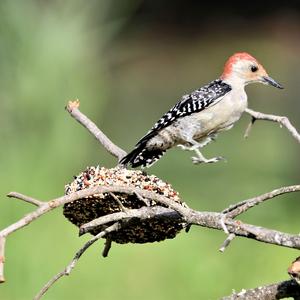 Red-bellied Woodpecker