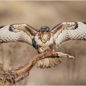 Common Buzzard