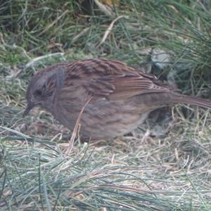 Hedge Accentor