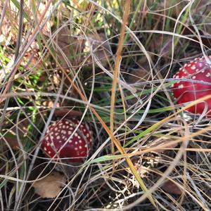 Fly Agaric