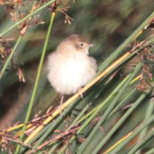 Eurasian Reed-warbler