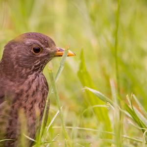 Eurasian Blackbird