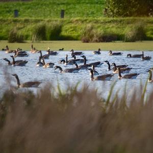 Canada Goose