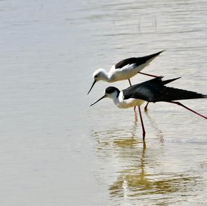 Black-winged Stilt