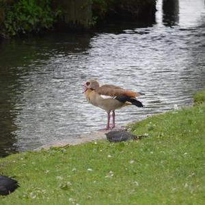 Nilgans