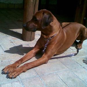 Rhodesian Ridgeback