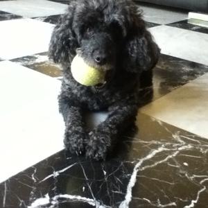 Poodle (Miniature)