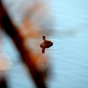 Great Crested Grebe