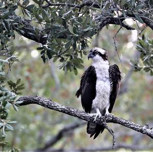 Osprey