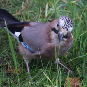 Eurasian Jay