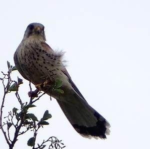 Common Kestrel