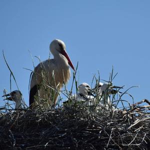 White Stork