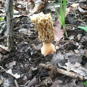 Yellow Morel