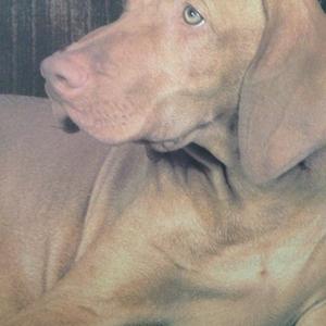 Unknown Breed