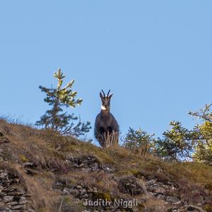 Chamois