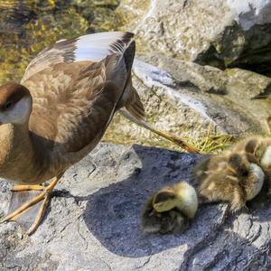 Red-crested Pochard