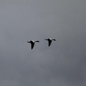 Common Shelduck