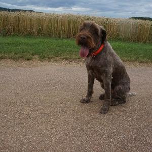 Unknown Breed
