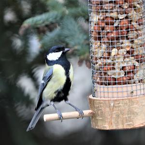 Great Tit