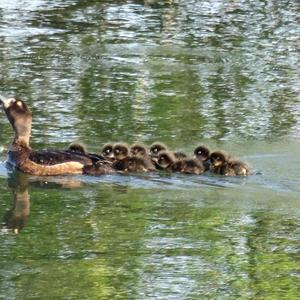 Tufted Duck