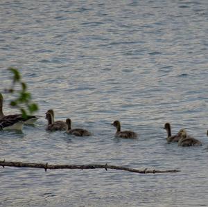 Greylag Goose