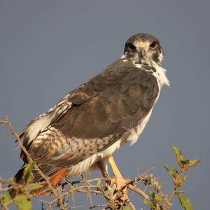 Augur Buzzard