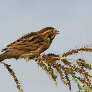 Reed Bunting