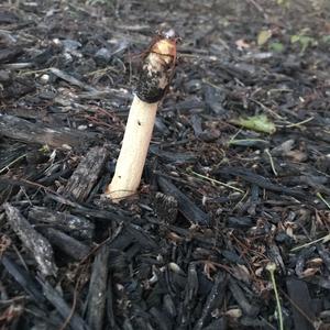 Stinkhorn, Common