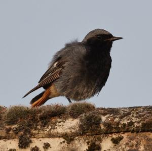 Black Redstart