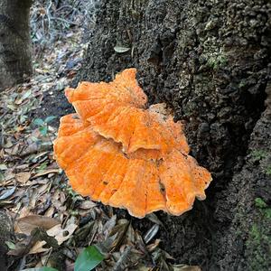 Chicken Mushroom