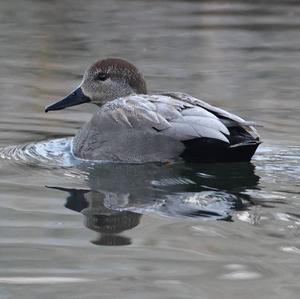 Gadwall