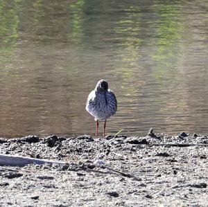 Common Redshank