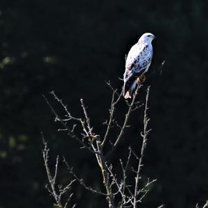 Mäusebussard