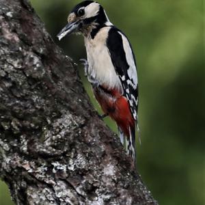 Great Spotted Woodpecker