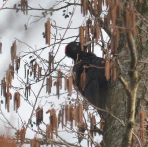 Black woodpecker