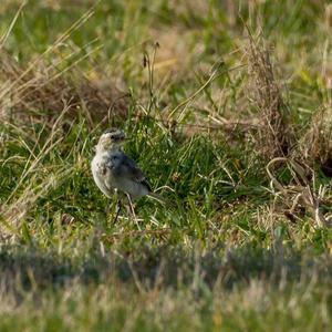 White Wagtail