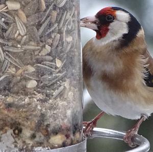 European Goldfinch