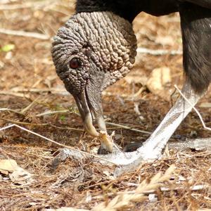 Black Vulture