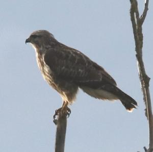 Common Buzzard