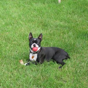 Boston Terrier