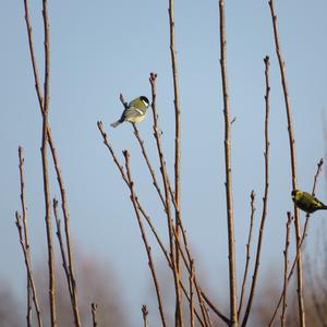 Eurasian Siskin