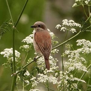 Red-backed Shrike