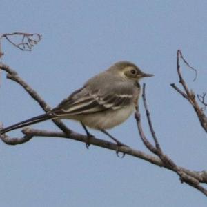 White Wagtail