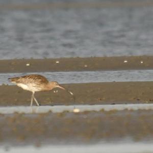 Eurasian Curlew