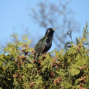 Common Starling