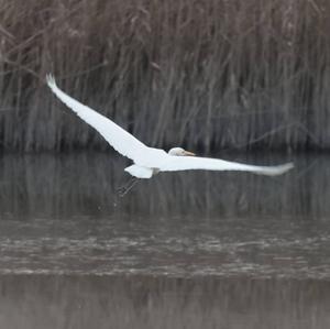 Great Egret