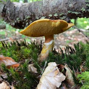 Larch Suillus