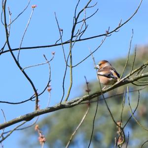 Hawfinch